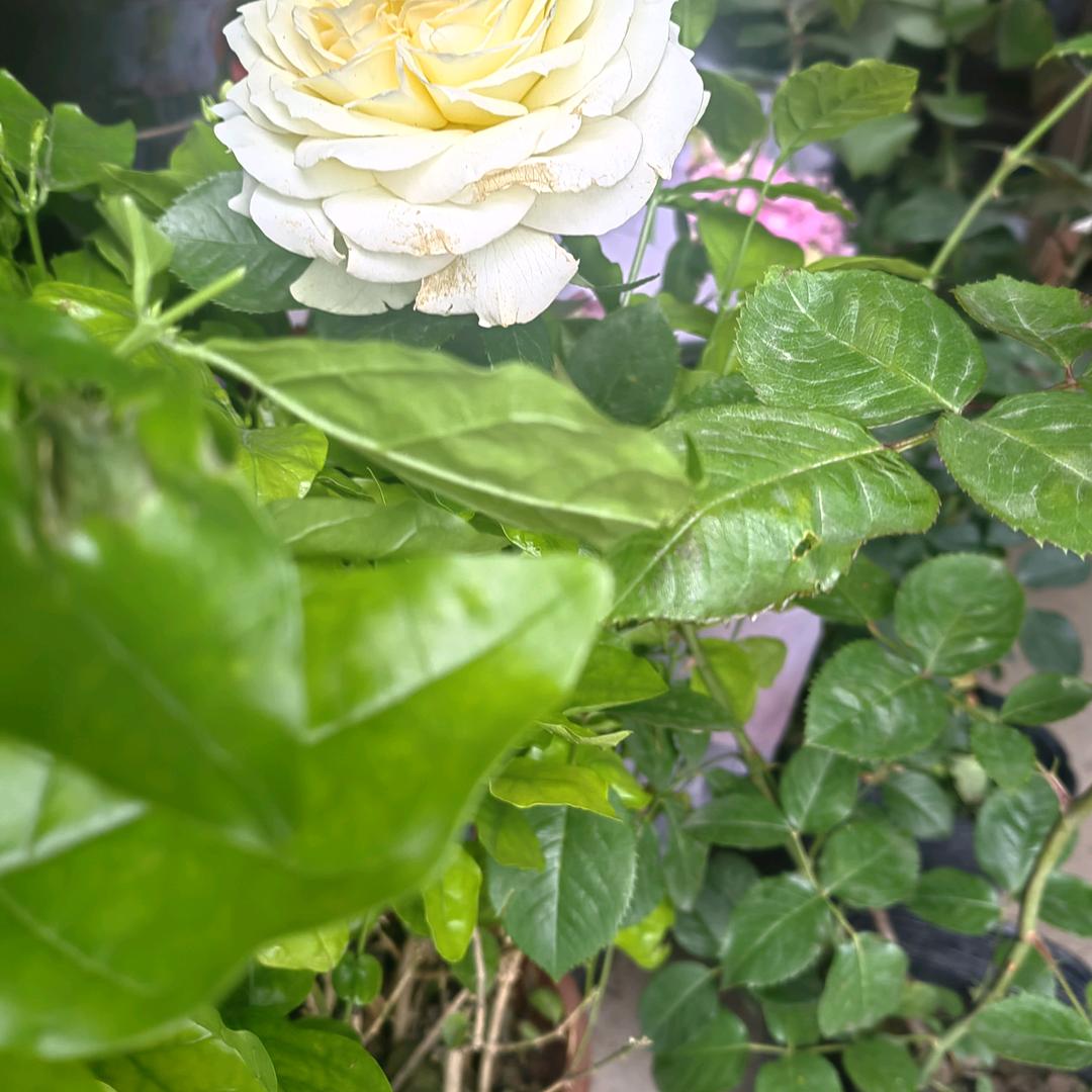 一路芬芳