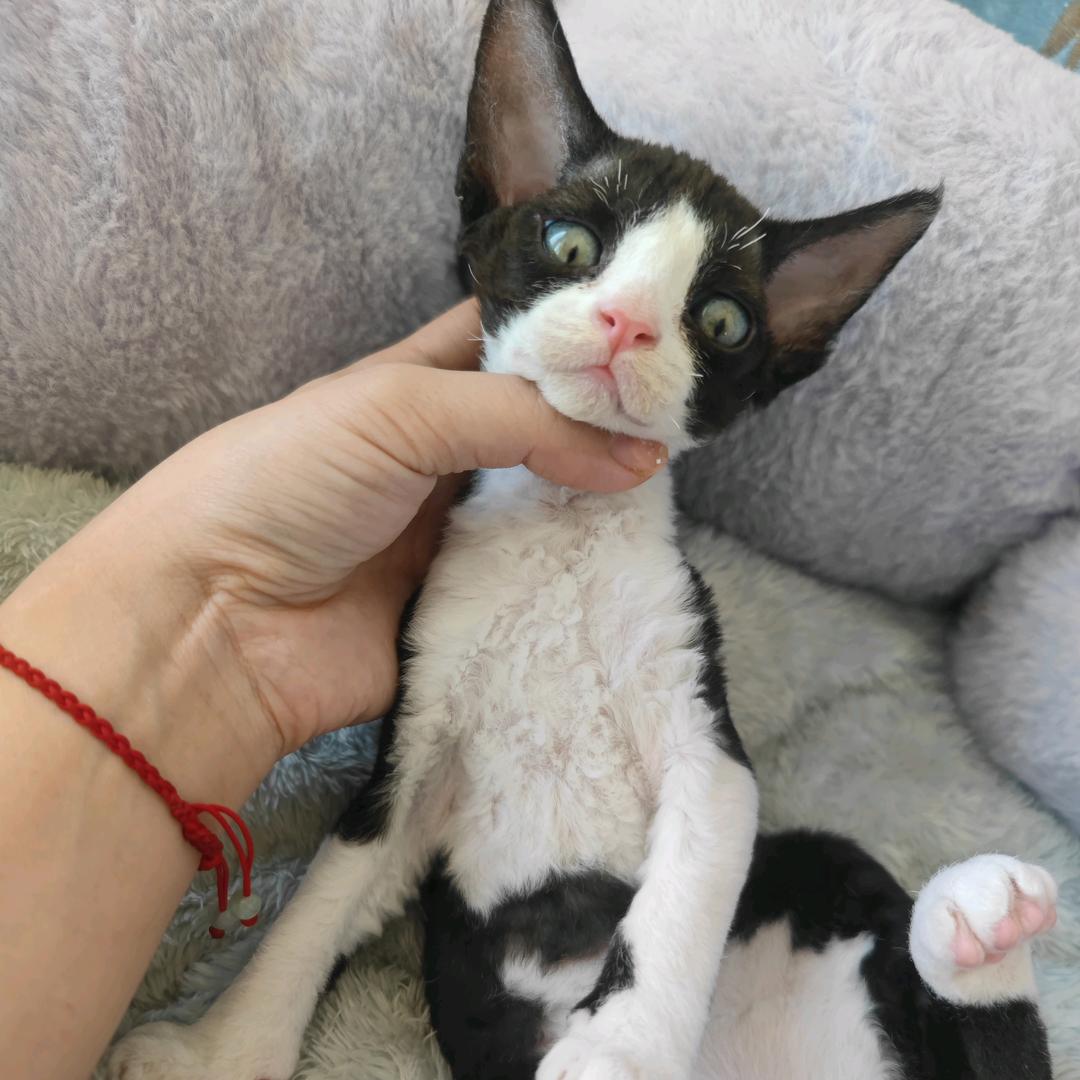 🌈小兔的德文卷