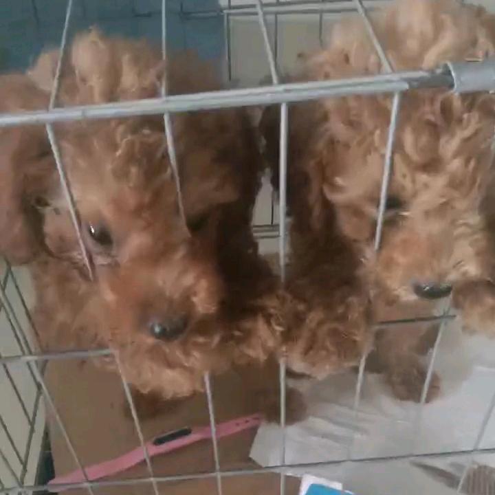 虾条，虾片，我的最爱。