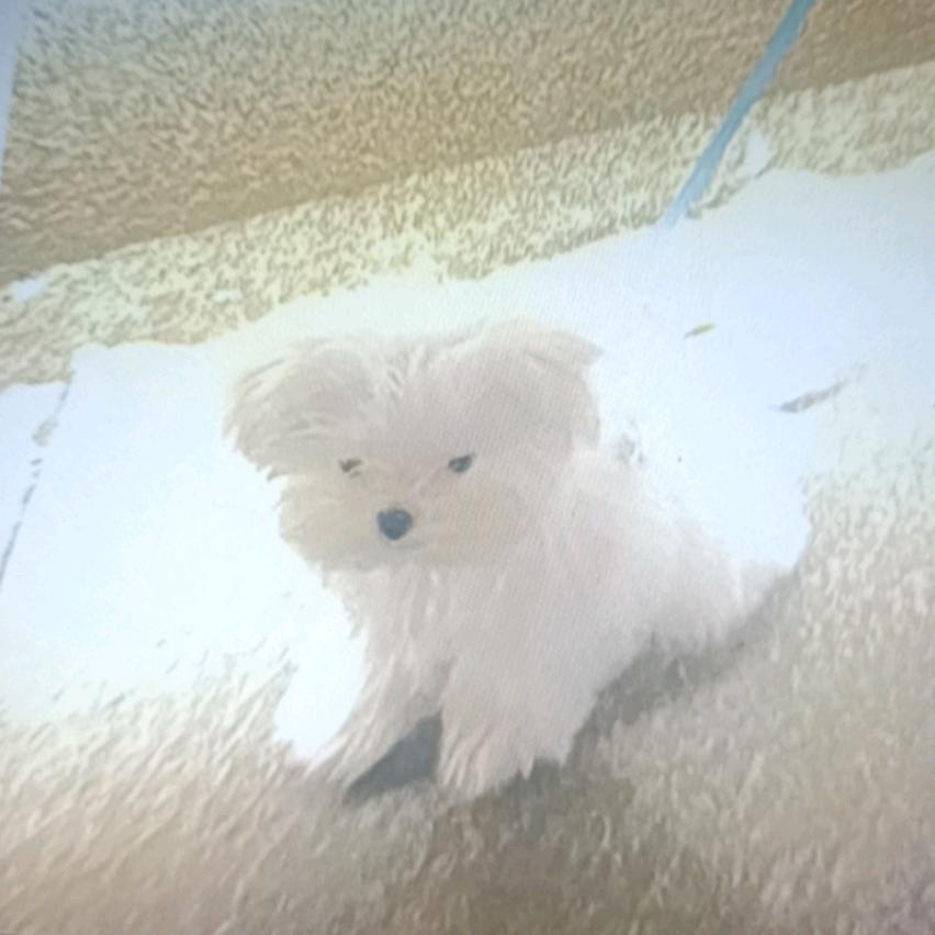 小苹姐