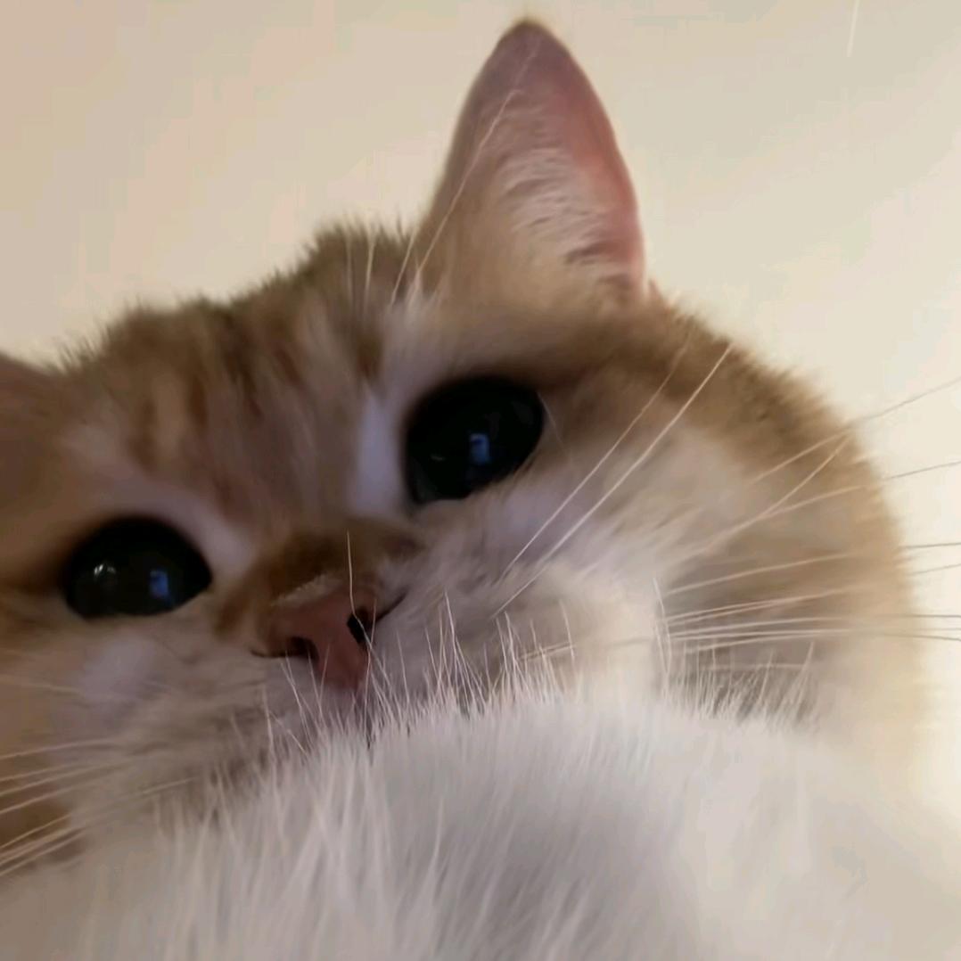 萧小瑶