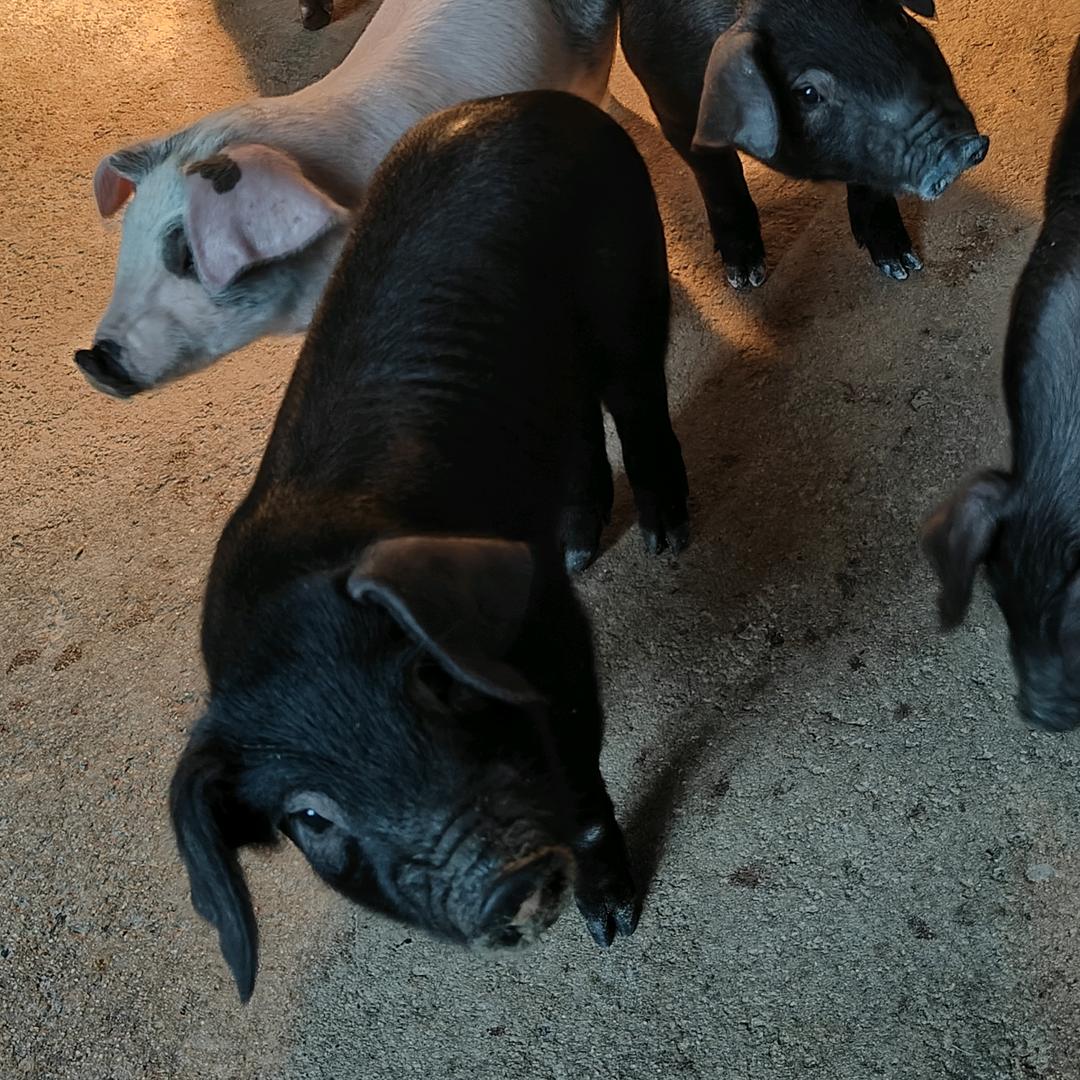 @桂K一陆相伴(放🐖倌)