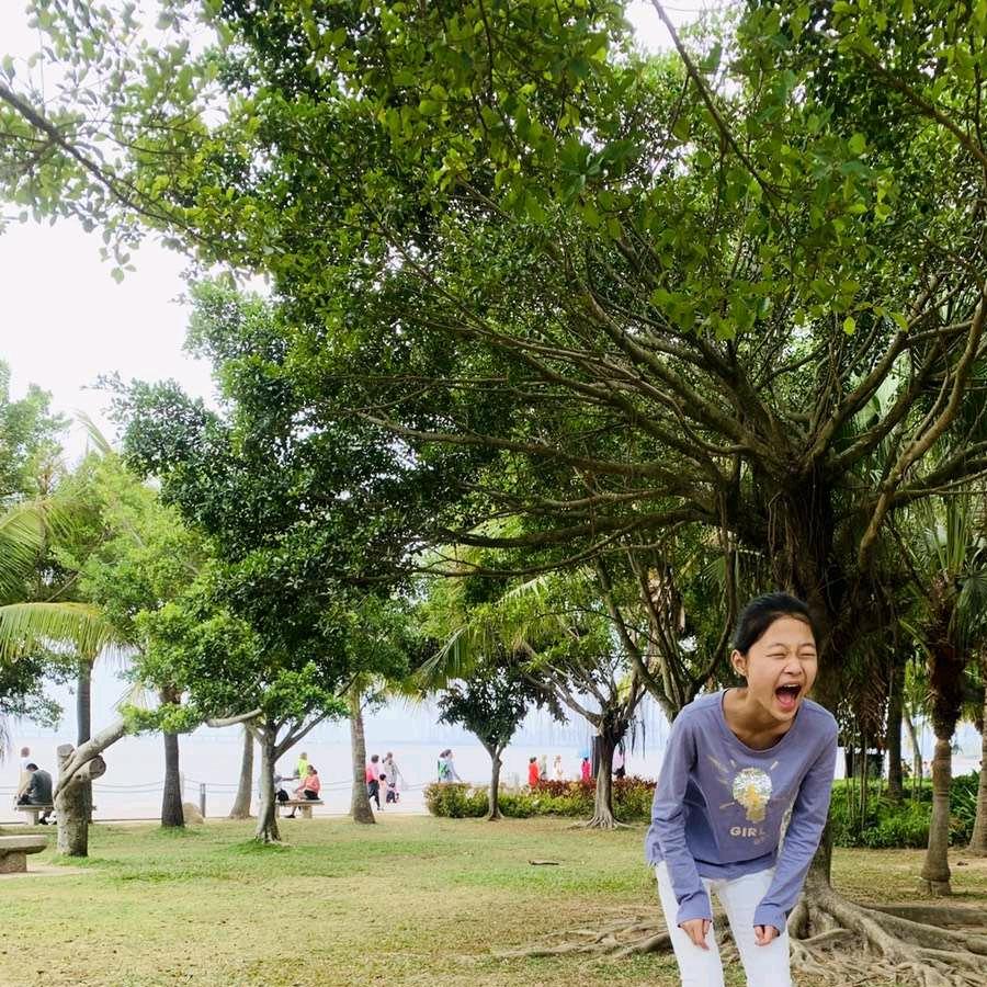 不老松