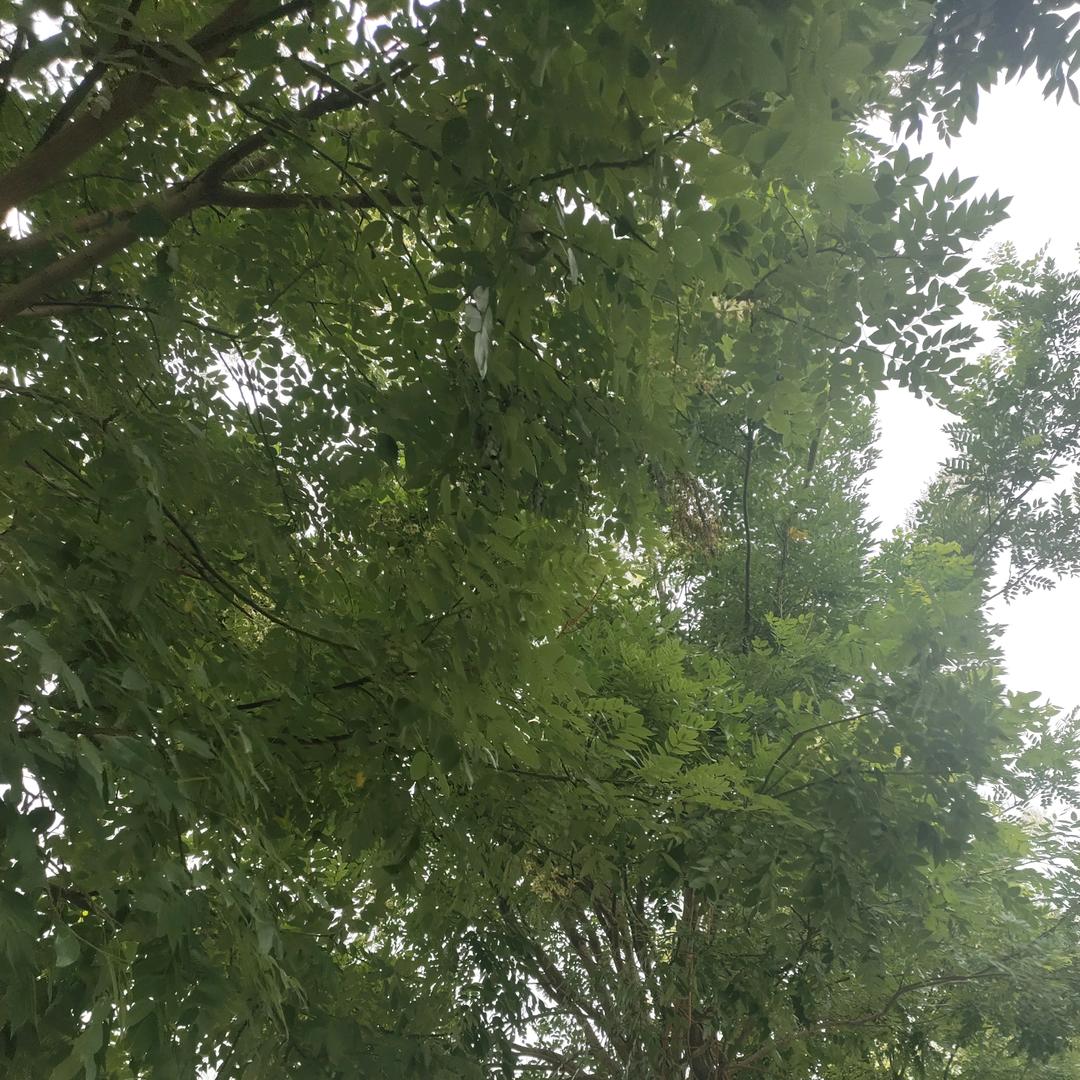 流星雨