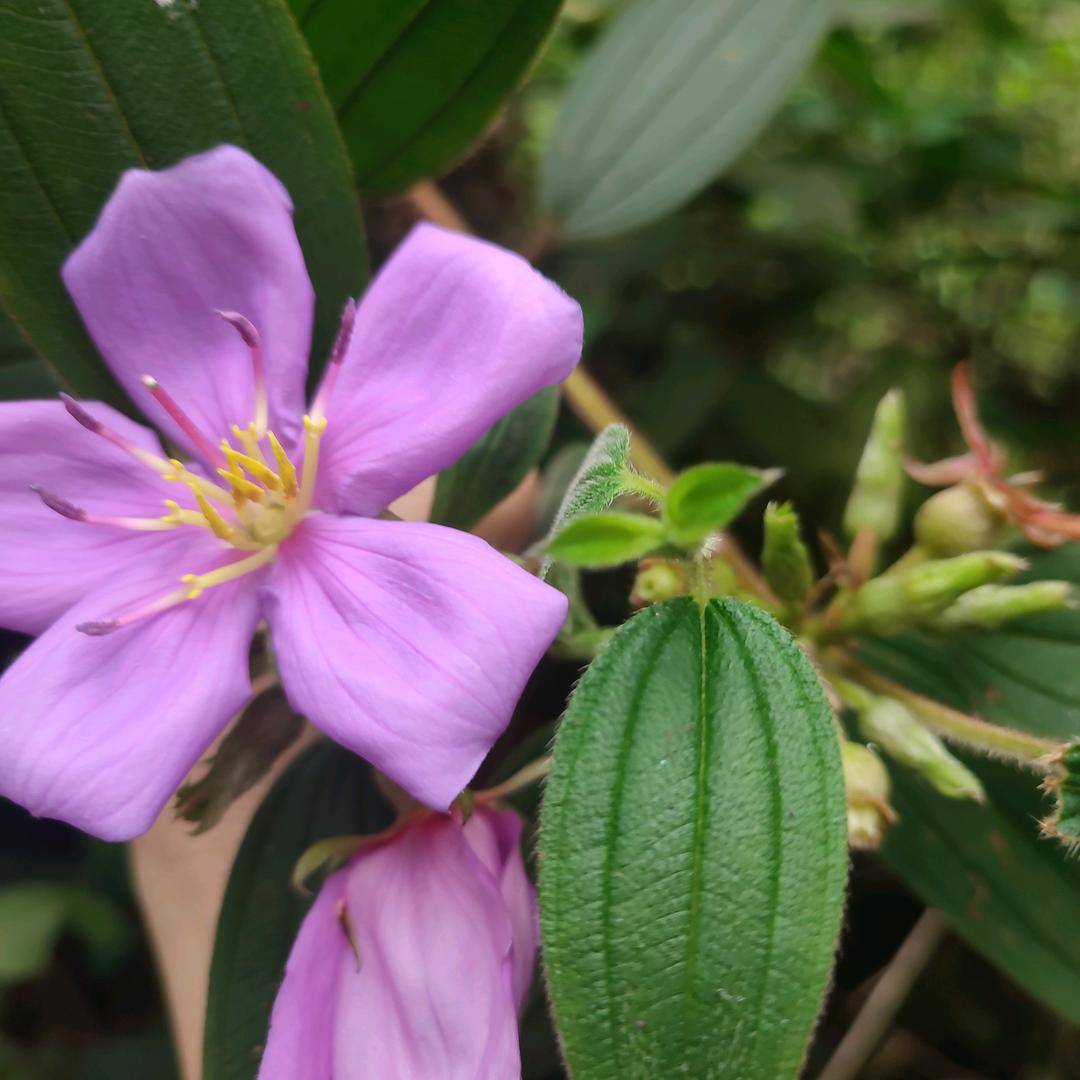 春芳