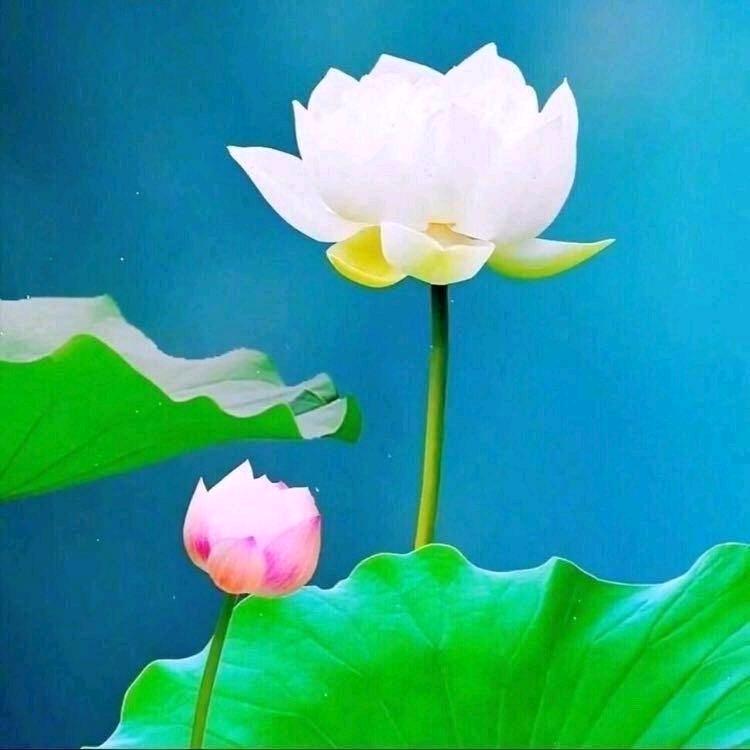 清琴心莲