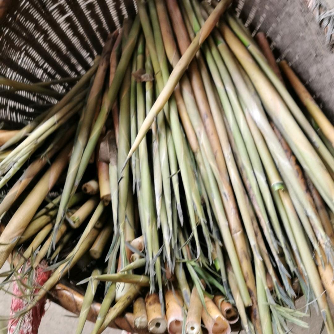 桂湘琼