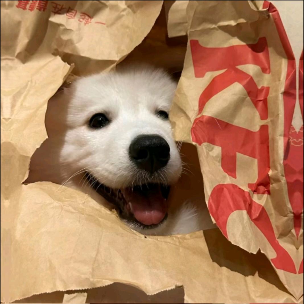 吐司泡泡糖