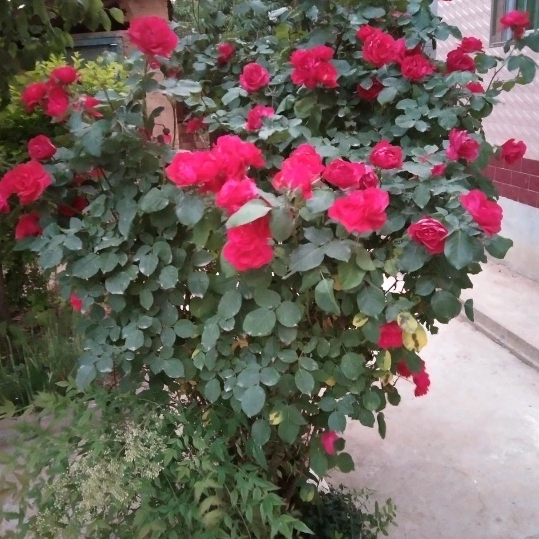 喜欢对口型的农居老太婆。我的抖音生活。