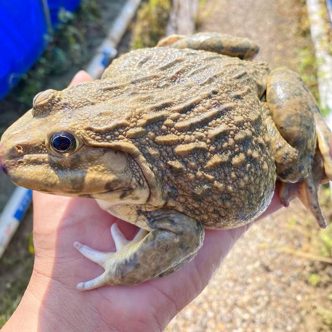 广西平南虎纹蛙养殖蛙苗供应