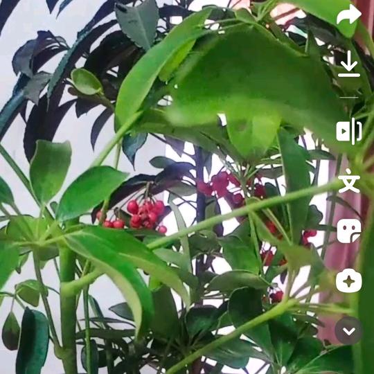 陌宇箬