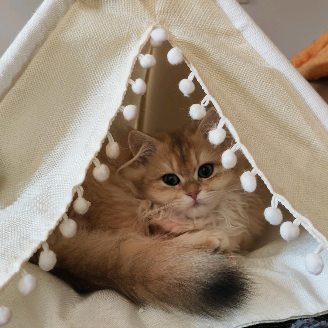 小凯的毛孩子们