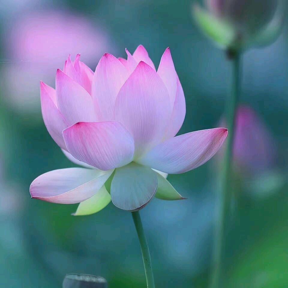 何丽君(静心)