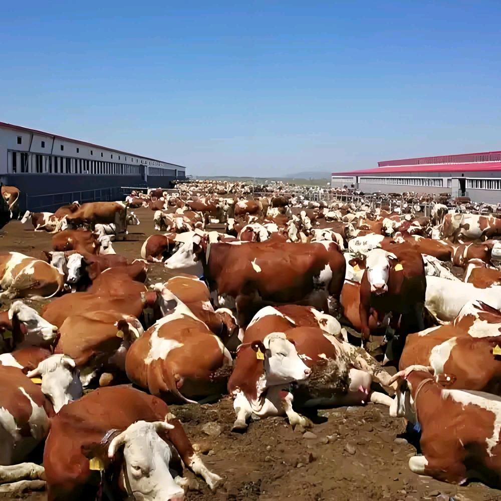 突泉牛中介朱继涵