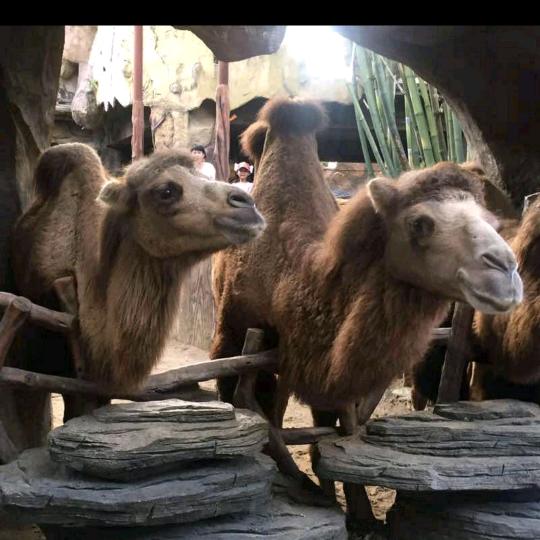 ❄️凪☄卄❄️