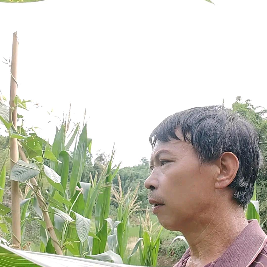 刘三农(小号晚上9.20首播）