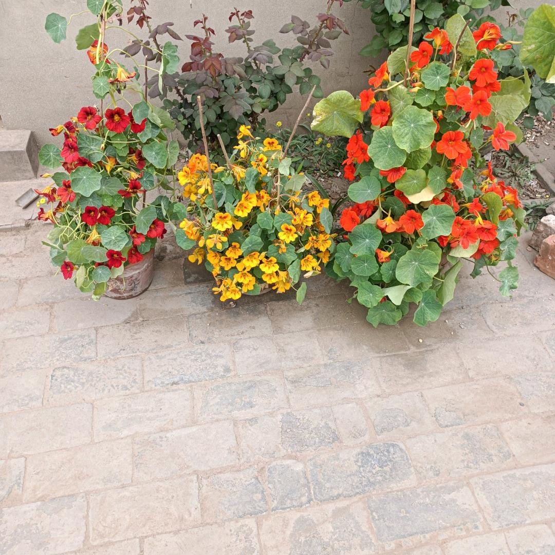 勉县岚公梦网络工作室