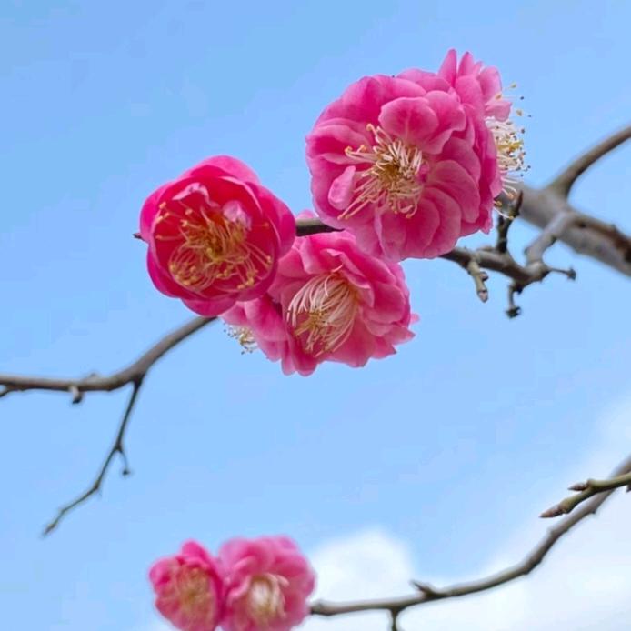 梅满
