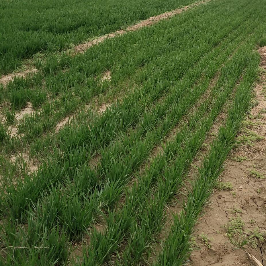 开心  （农村人）