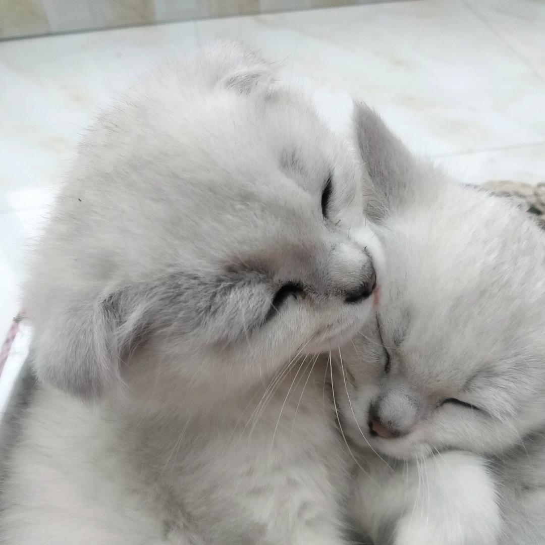 命运💤