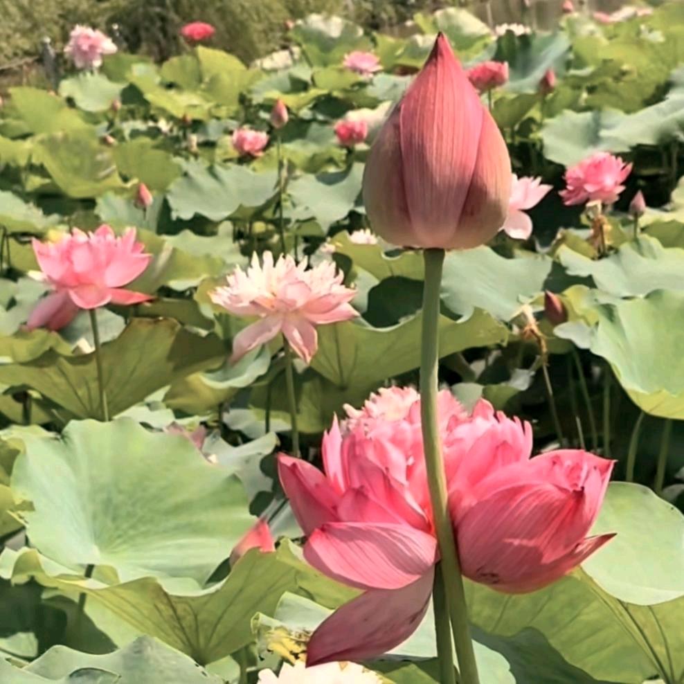 Lu文静