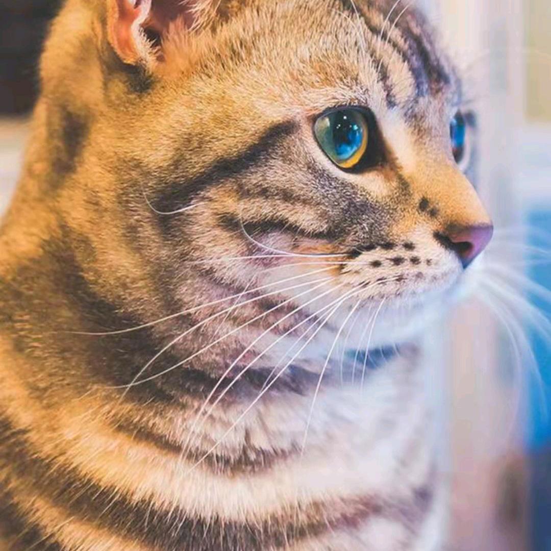 鱼还在～球爆了