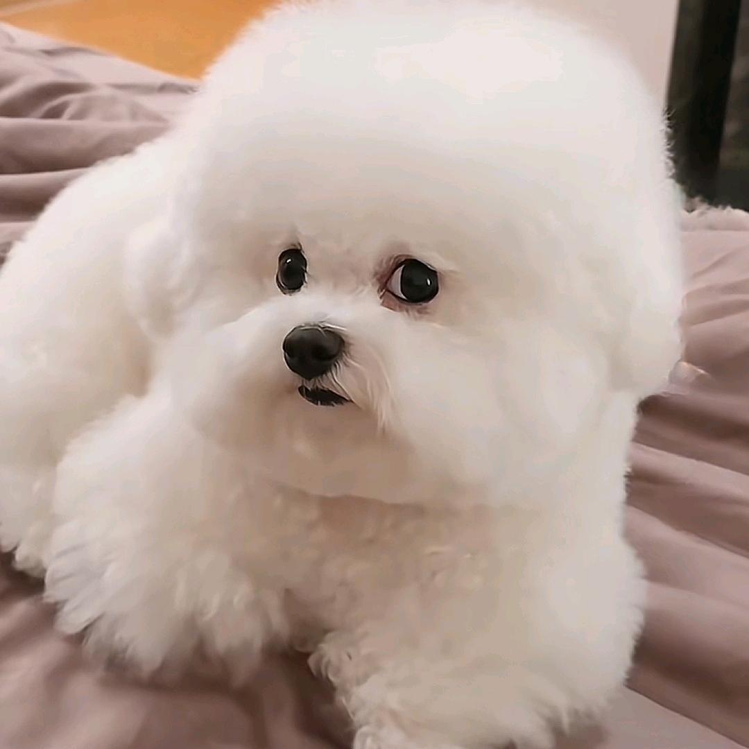 阿弥陀佛