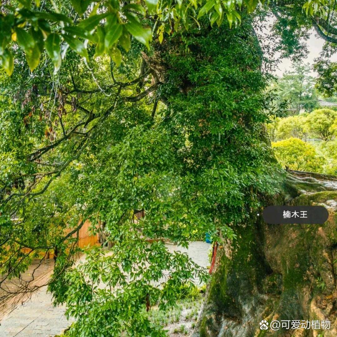 楠曦暖陽nanxinuanyang