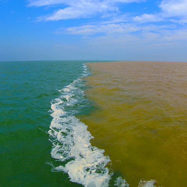 黄河口湿地