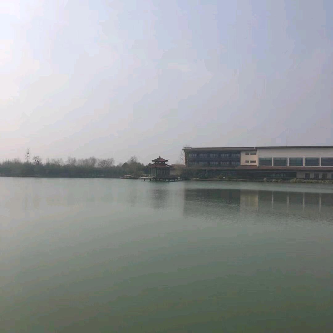 羽桐