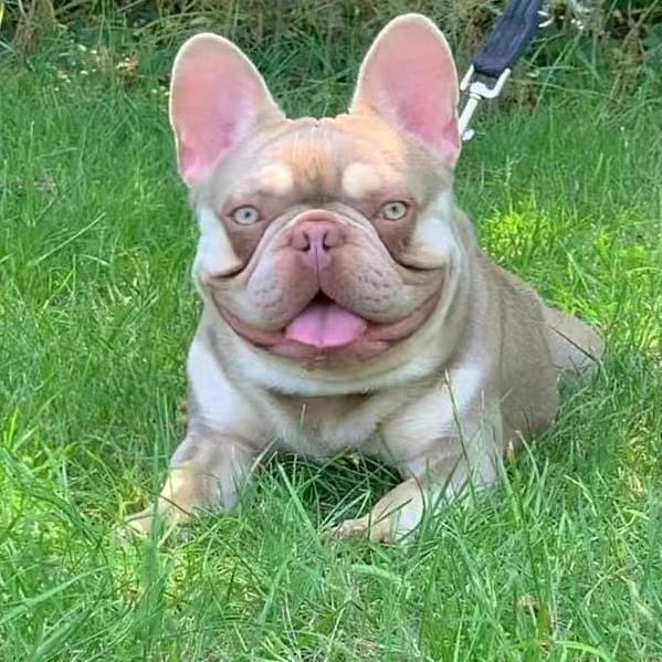 乐陵小鹿犬第一人
