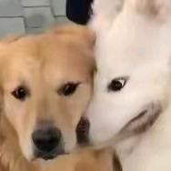 小刘同学{直播版}