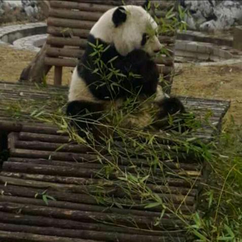 期待更新