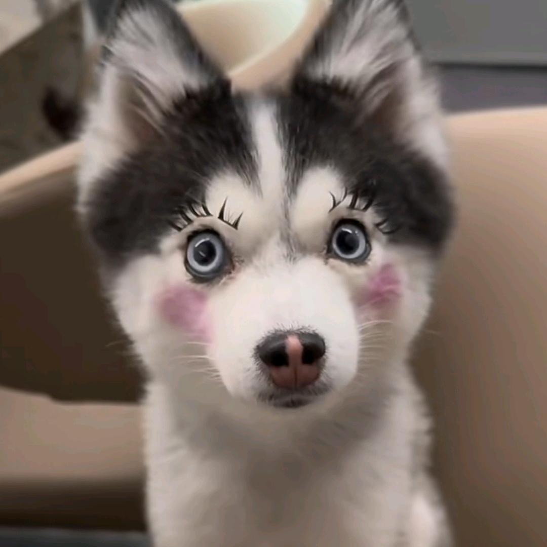 三斤大辣椒能炒一马勺