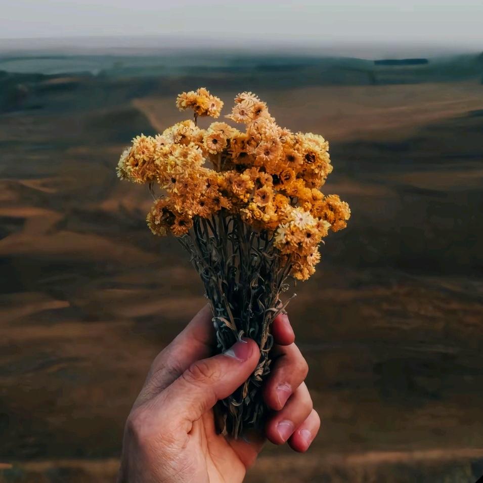 刷视频的虾条