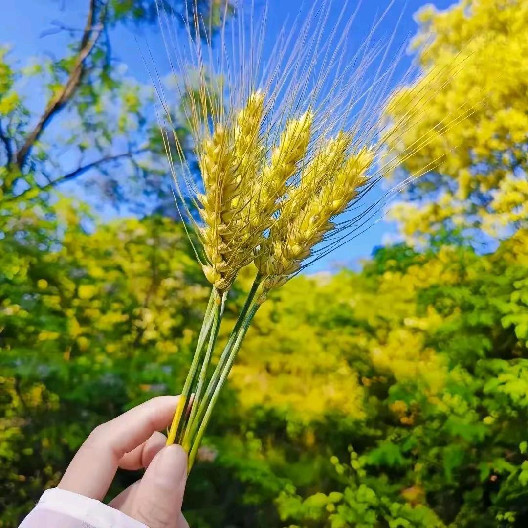 漂洋过海来看你