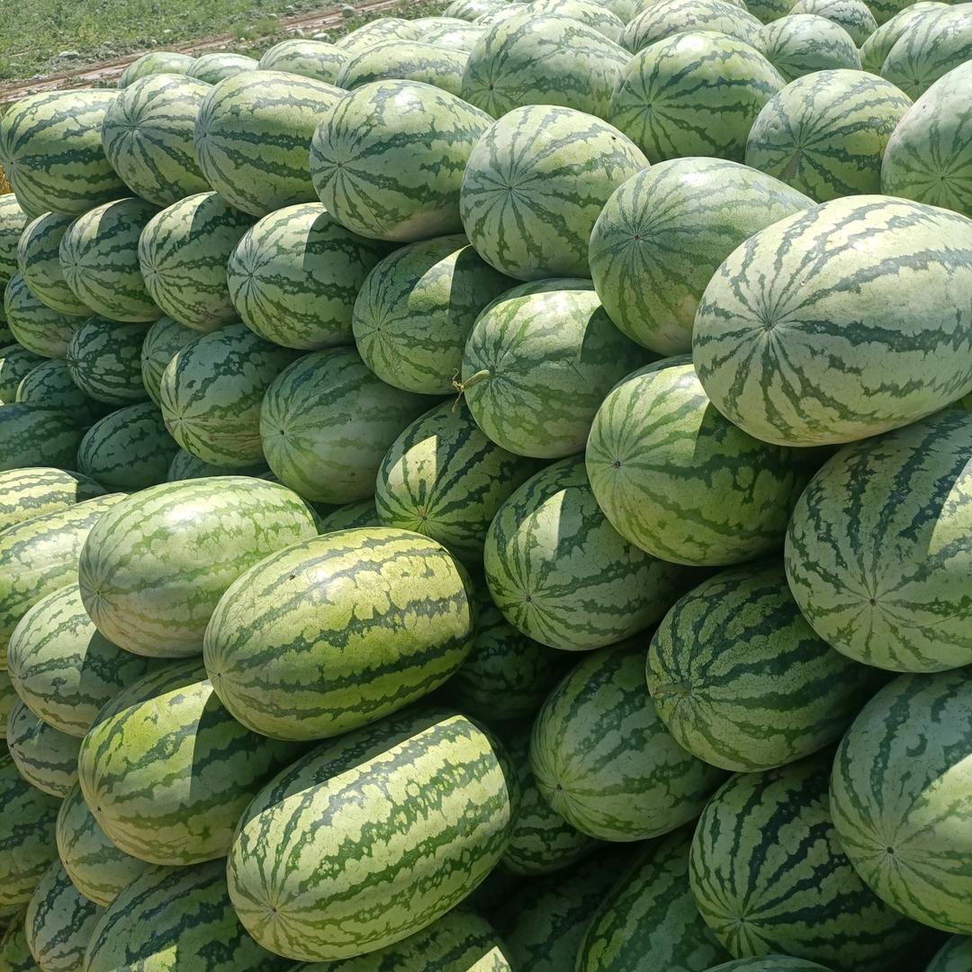 新疆西瓜🍉代发团队，陈麒麟
