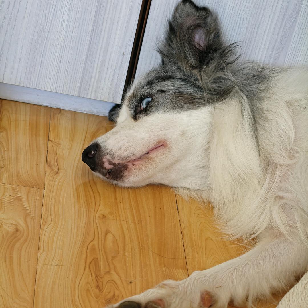 不加糖的夏天（白鸽互）