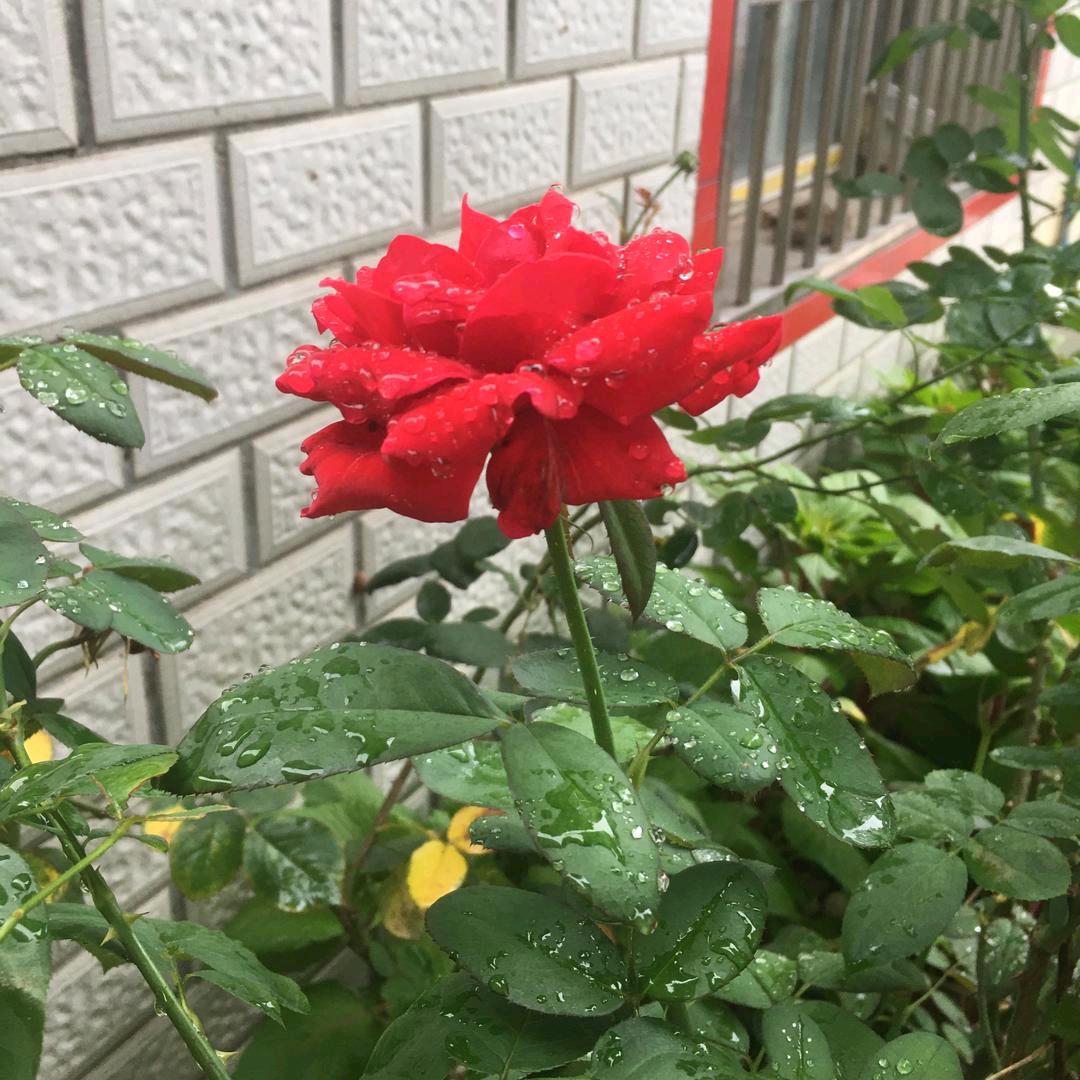 英（拒绝连赞）