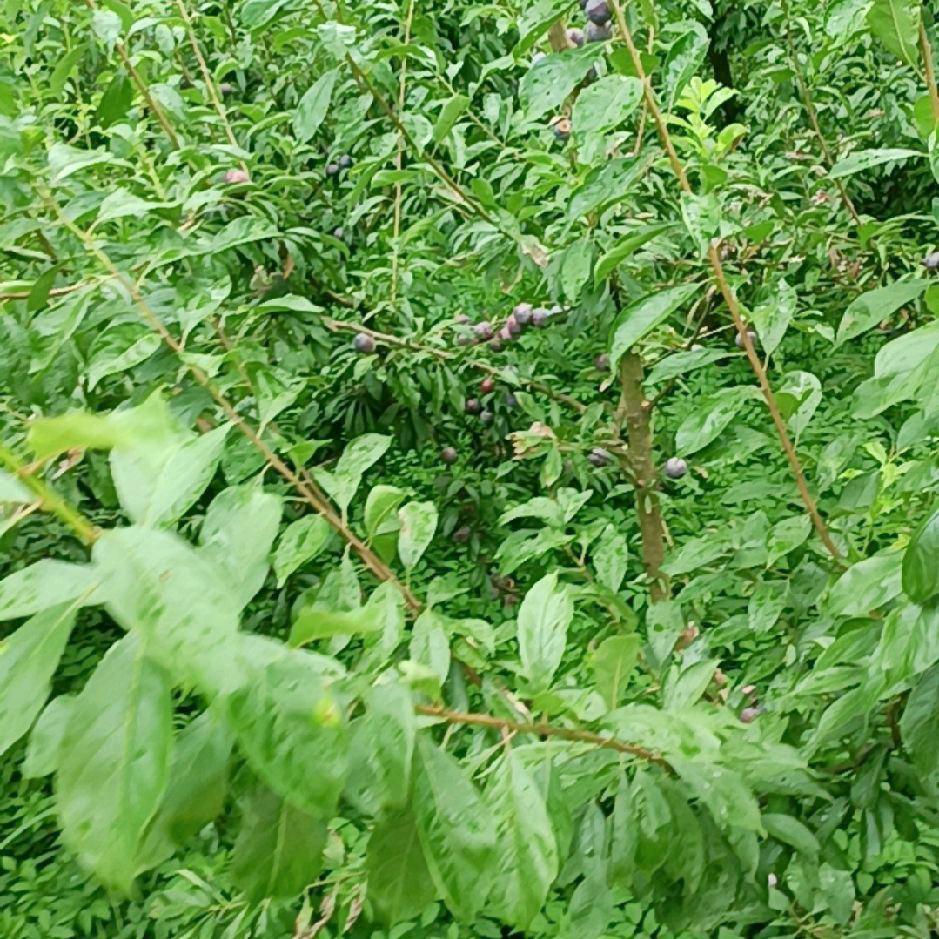 开心贵州妹