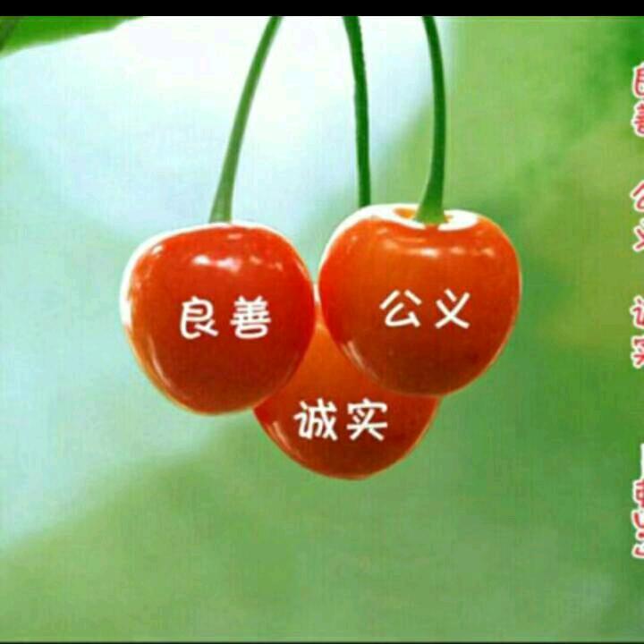 沙沦玫瑰