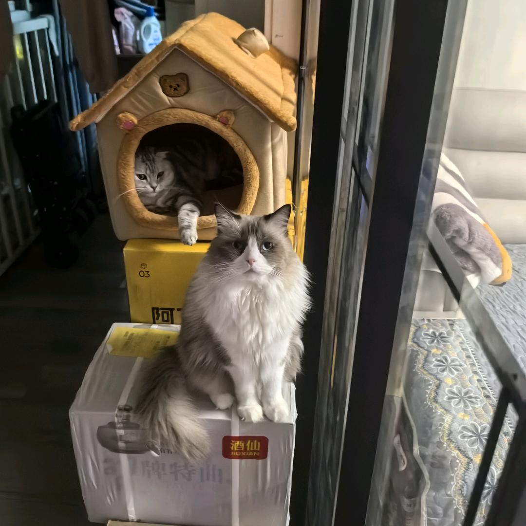 天使迷梦