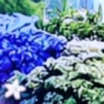 阳光灿烂
