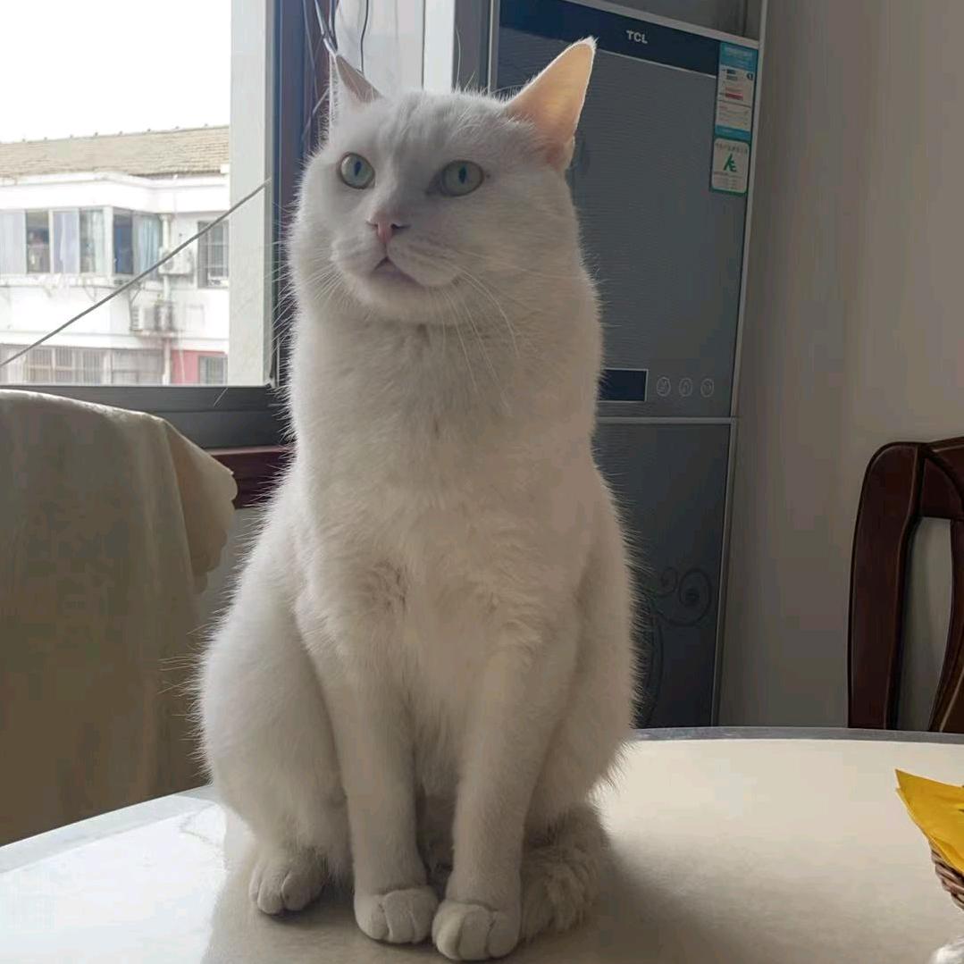一只傻白猫