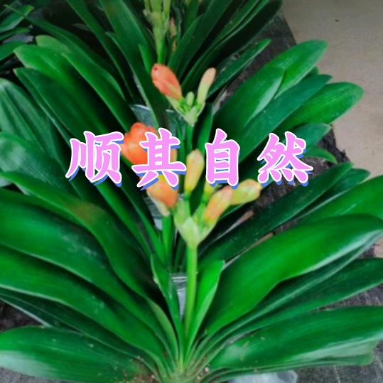 庭院设计  绿植盆景  廖祥珑