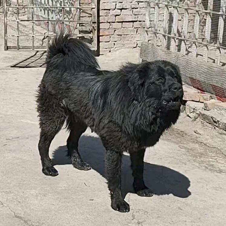 情非得已（原生藏獒）