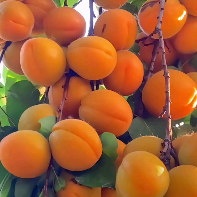 夏末。