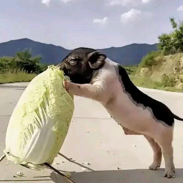 💞ℒᎭℯ⃝猪猪拱白菜