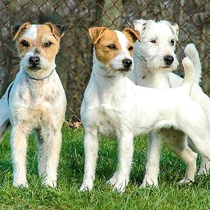 寻血猎犬（房州犬舍）