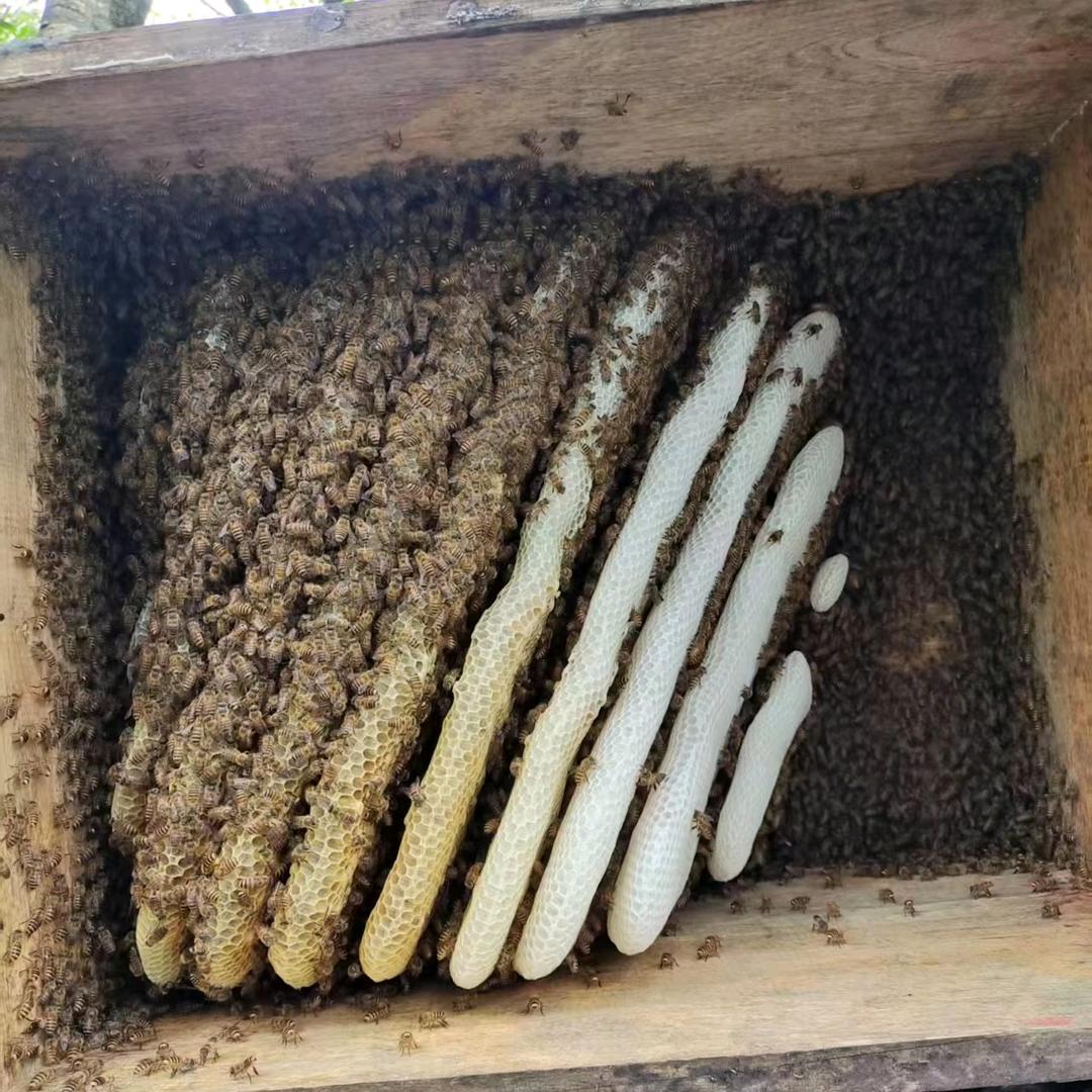 野蜂堂 兴哥